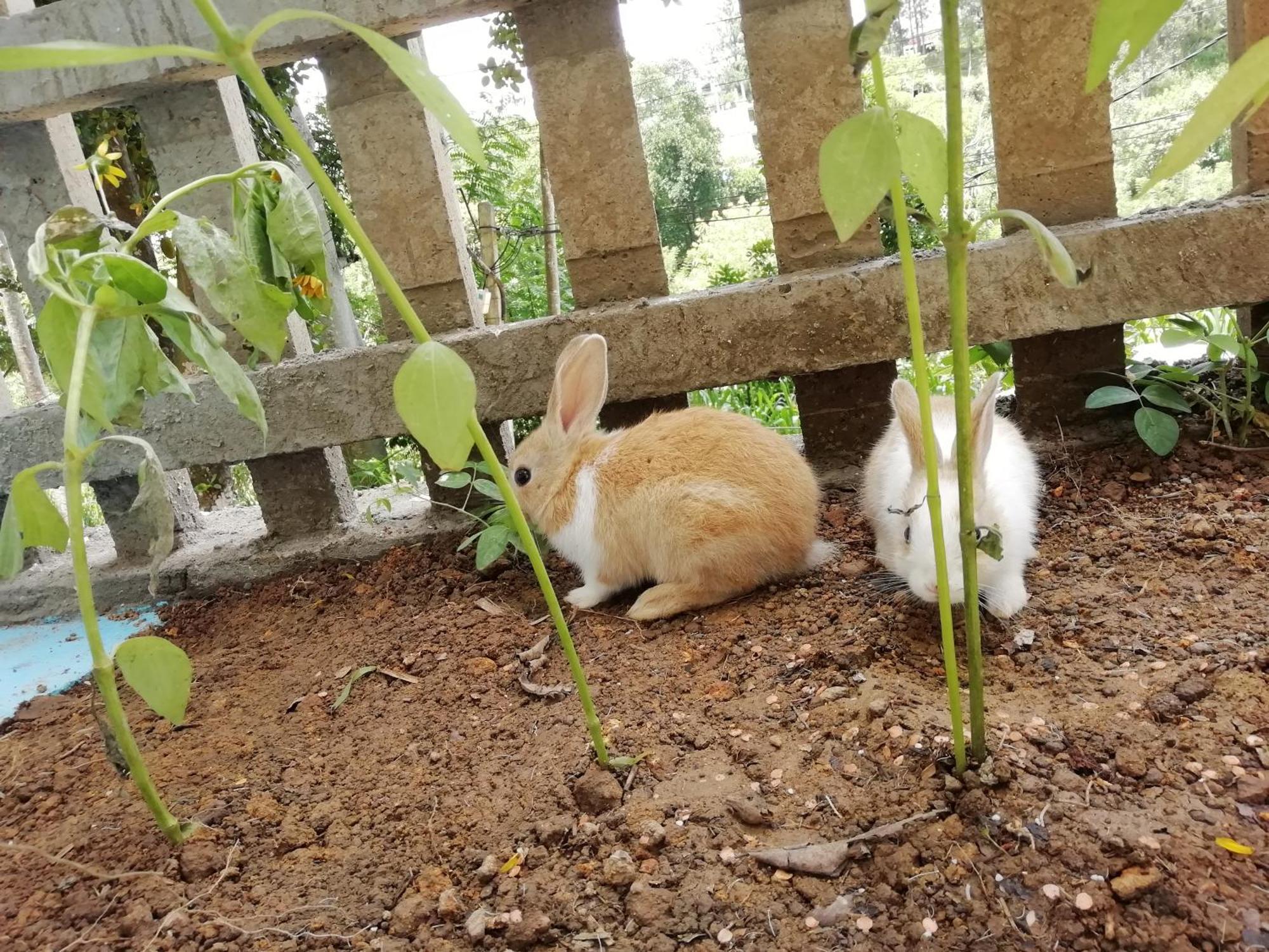 Ella Delightful Surround Homestay エクステリア 写真