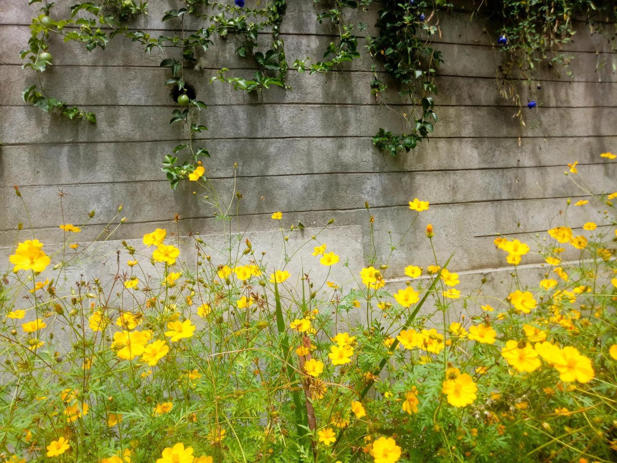 Ella Delightful Surround Homestay エクステリア 写真
